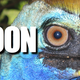Illustration for article titled The absolute worst way to die in the wild is Death-by-Cassowary